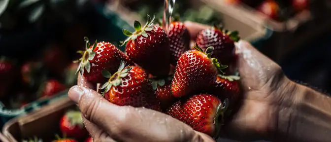 Золотые правила летнего урожая: как не принести домой испорченные продукты