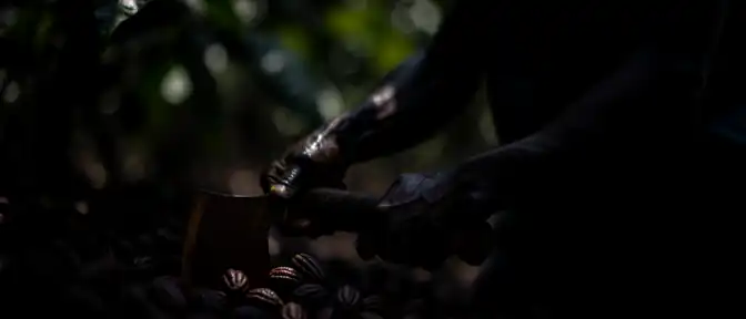 Тень на шоколаде: американское подразделение Lindt может ответить в суде за использование детского труда