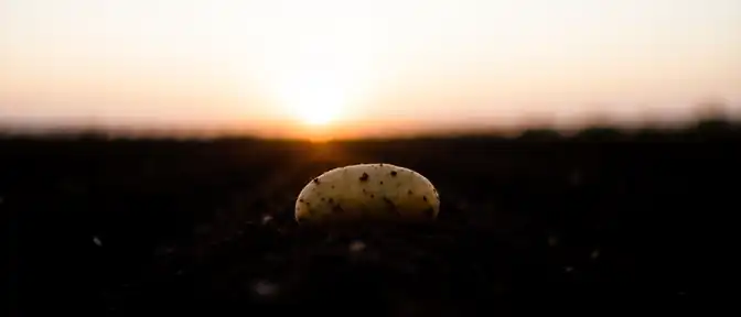 Продовольственная безопасность достигнута благодаря росту производства картофеля в регионах России